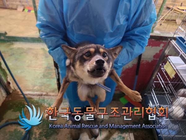 한국동물구조관리협회_441559202500035